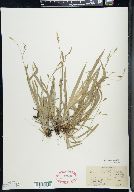 Carex laxiculmis image