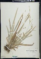 Carex laxiculmis image