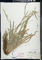 Carex laxiculmis image