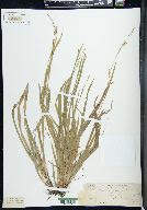 Carex laxiculmis image