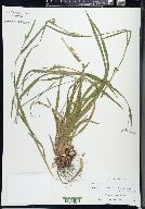 Carex laxiculmis image