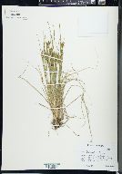 Carex lenticularis image