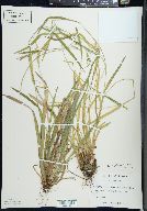 Carex leptonervia image