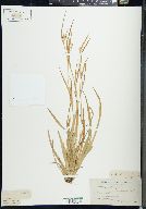 Carex leptonervia image