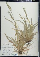 Carex leptonervia image