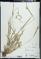 Carex leptonervia image