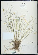 Carex crawfordii image