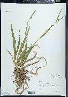 Carex leptonervia image