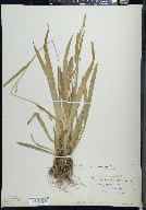 Carex leptonervia image