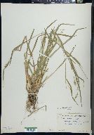 Carex leptonervia image