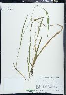 Carex leptonervia image