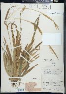 Carex leptonervia image