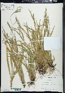 Carex leptonervia image