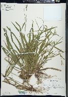 Carex leptonervia image