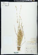 Carex deweyana image