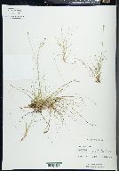 Carex eburnea image