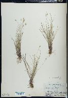 Carex emmonsii image