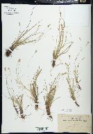 Carex emmonsii image