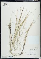 Carex exilis image