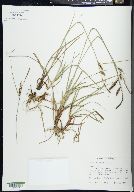 Carex flacca image