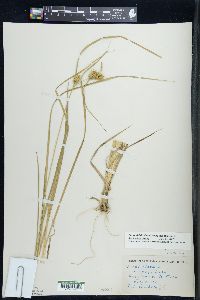 Carex viridistellata image