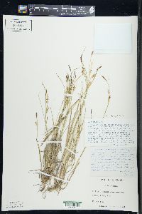 Carex tetanica image