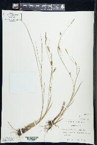 Carex tetanica image