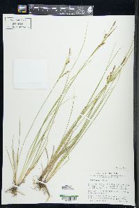 Carex tetanica image