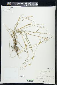 Carex tetanica image