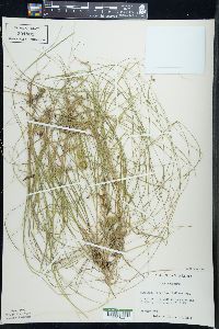 Carex trisperma image