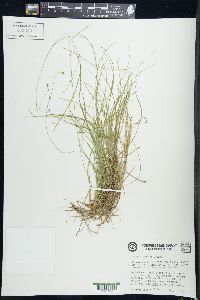 Carex trisperma image