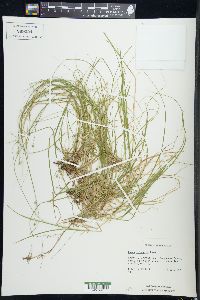 Carex trisperma image