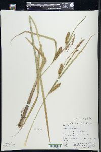 Carex lacustris image