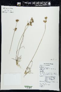 Juncus scirpoides image