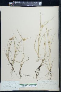 Carex viridula image