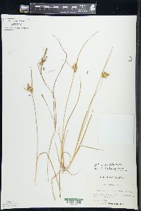 Carex viridula image