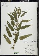 Urtica dioica image