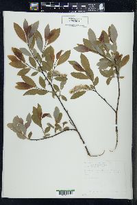 Salix petiolaris image