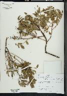 Vaccinium angustifolium image