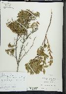 Vaccinium angustifolium image