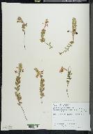 Vaccinium macrocarpon image