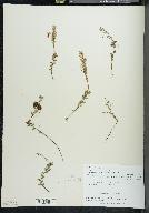 Vaccinium macrocarpon image