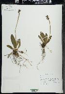 Hieracium aurantiacum image