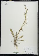 Cichorium intybus image