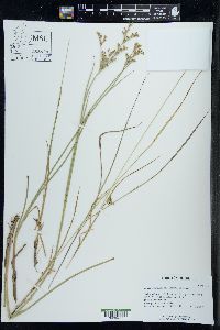 Juncus brachycephalus image