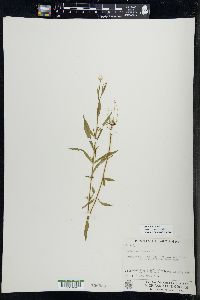 Epilobium palustre image