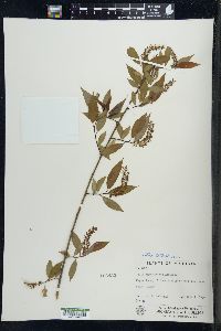 Salix amygdaloides image