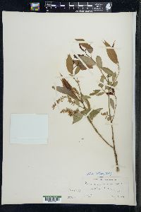 Salix amygdaloides image