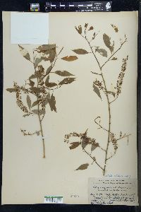 Salix amygdaloides image