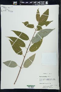 Salix amygdaloides image